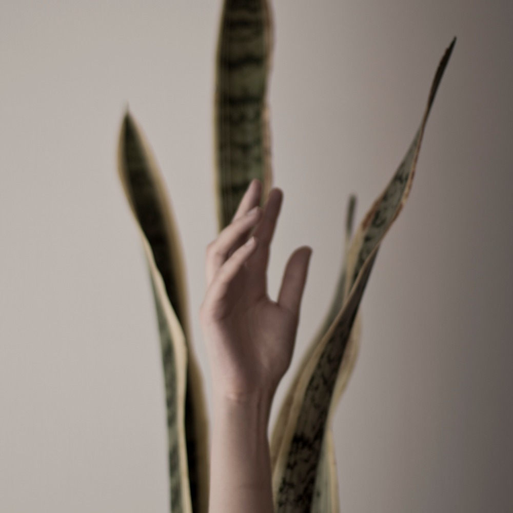 Simbiosis